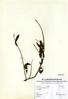 藏品(水丁香)的圖片